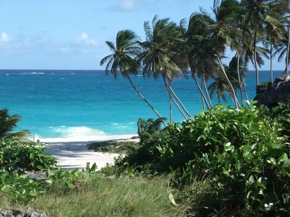 Palm trees leaning over a secluded turquoise cove on the Barbados coast.