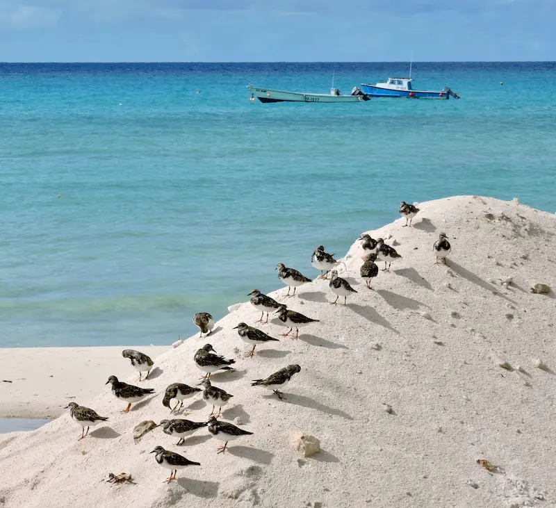 Sandpipers gathered on white sand with fishing boats moored on turquoise water beyond.