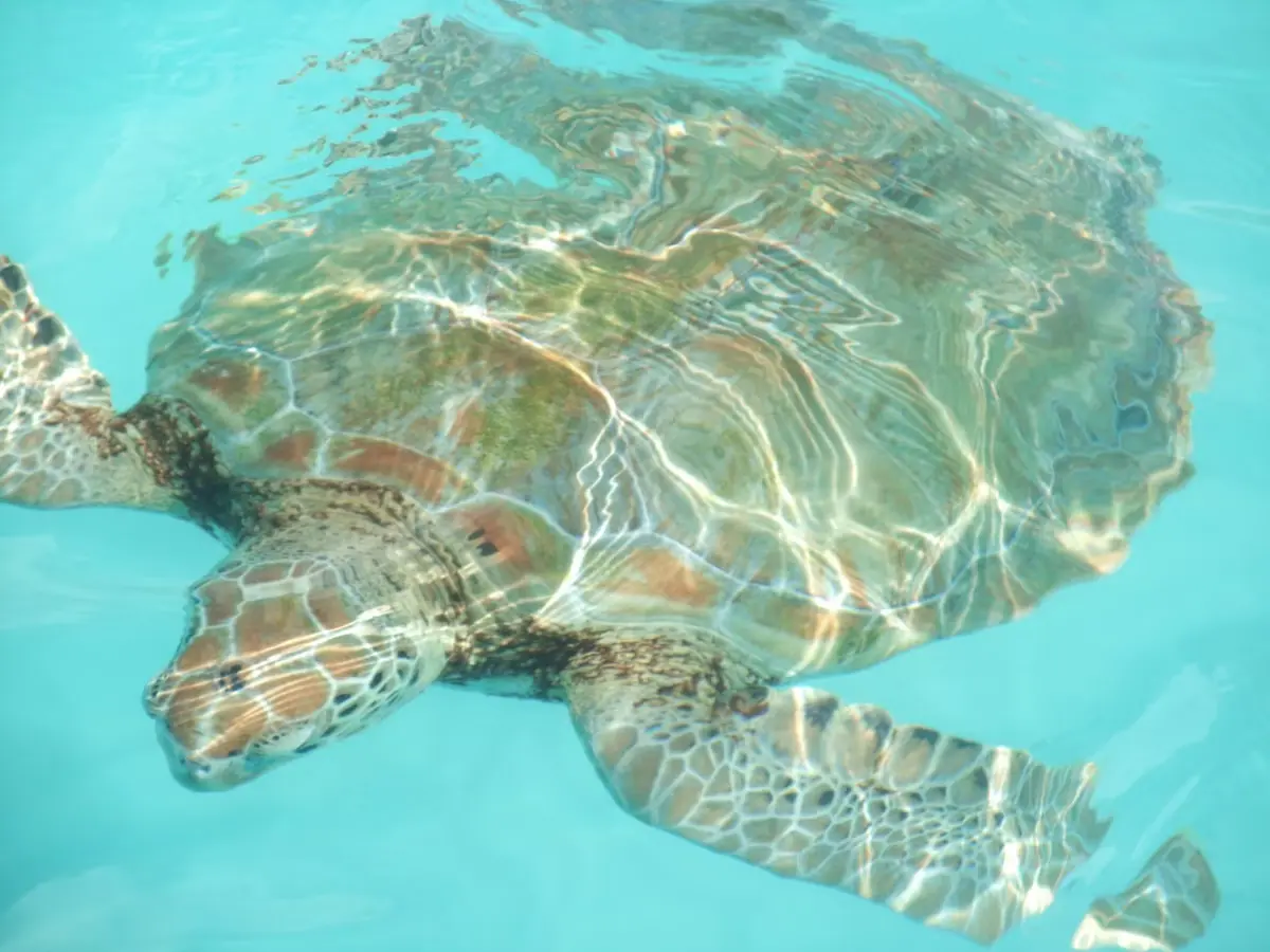 A sea turtle swimming in clear turquoise water off the coast of Barbados.