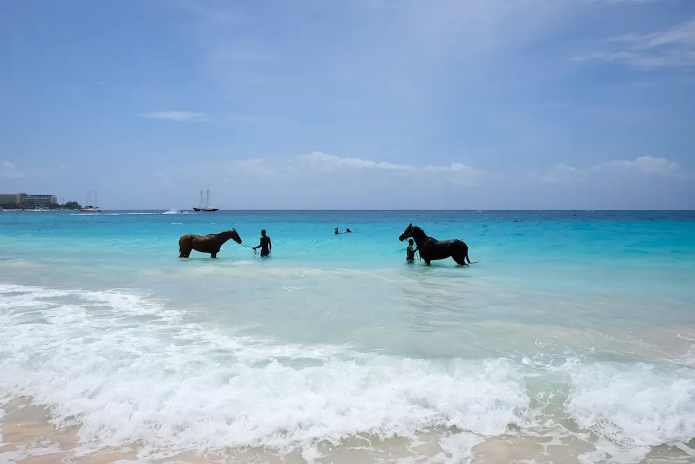 Racehorses being bathed in the turquoise Barbados sea under a bright blue sky.